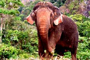Nosey Parker's Elephant Camp - Elephant Trekking Ao Nang Krabi Thailand