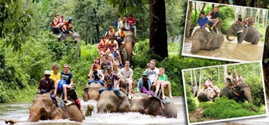 Nosey Parker's Elephant Camp - Elephant Trekking Ao Nang Krabi Thailand